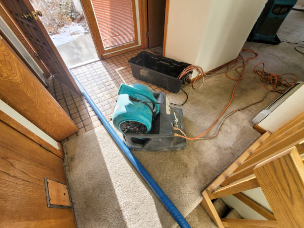 Best Water damage cleanup near me  in Delphos, OH